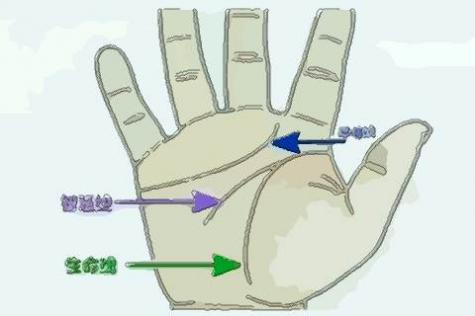 女子右手生命线分叉,生命线分叉的含义