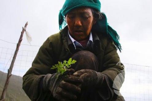 梦见女人梦见挖药