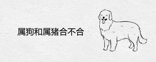 属狗和属猪合不合