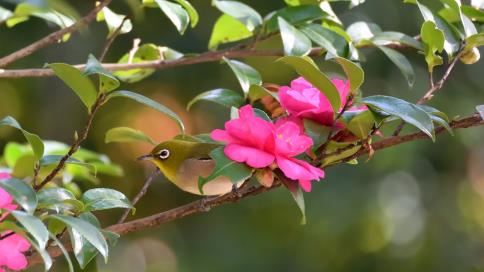 4月12日-18日恋爱运势：桃花缤纷，喜逢佳缘的四大星座