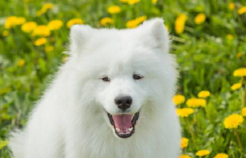 属狗出生最好六个吉日 属狗的出生吉日