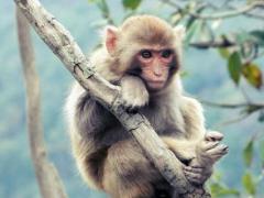 1968年属猴人2022年运势及运程详解 68年出生54岁肖猴人在2022全年每月运势如何