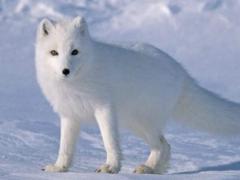 梦见白色的狐狸代表什么 周公解梦