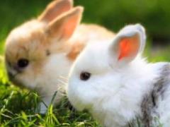 属兔的什么颜色最旺财 白色最旺招财进宝
