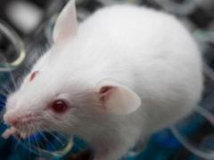 2022年属鼠人在几月走大运 几月出生的生肖鼠命最好