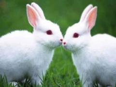 1999年属兔的生肖婚配表 1999年属兔人的命运