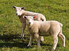 两个属羊的人可以结婚吗 性格相投和睦相处