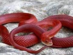 梦到红色的蛇梦境解析 梦见红色的蛇的心理学解梦
