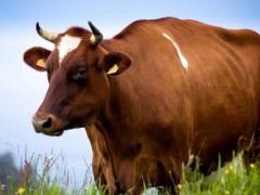 属牛的幸运数字是多少 属牛人性格方面分析