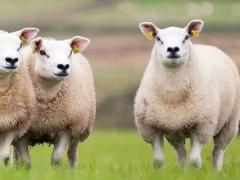 属羊的和什么属相最配婚 属羊女最佳婚配属相