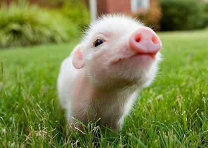 属猪过年出生的人是什么命 属猪正月初一出生的命运