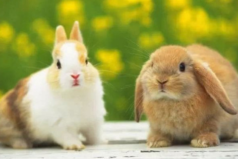 属兔的最为适当配偶是哪些？