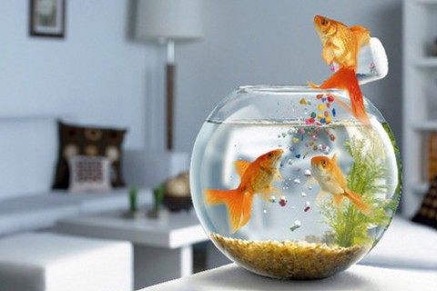 家里放置什么可以增强运势 鱼缸财神爷海棠花皆可