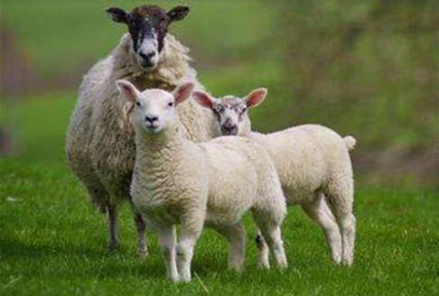 属羊的和什么属相相冲 属羊的人尽量不要靠近这几类人