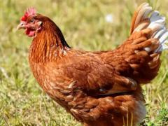鸡和鸡属相合不合婚姻 鸡和鸡属相能配夫妻吗