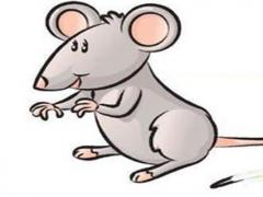 1984年出生的属鼠人五行属什么 属鼠人性格分析