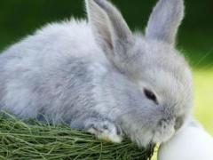 75年兔能活多久 75兔2023年的运势及运程